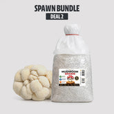 Bulk Lion's Mane Mushroom Spawn