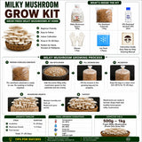 All-in-One Mushroom Starter Kit – 2KG Complete Growing Kit