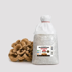 Maitake Mushroom Grain Spawn 1.5kg (170)