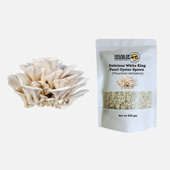 Mini Oyster Mushroom Spawn Bags – Special Bundle 600g | Easy Grow Kit