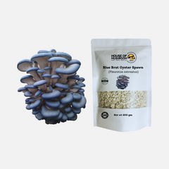 Mini Oyster Mushroom Spawn Bags – Special Bundle 600g | Easy Grow Kit