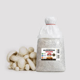Milky Mushroom Grain Spawn 1.5kg (467)