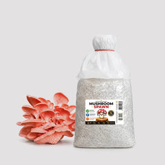 Pink Oyster Mushroom Grain Spawn 1.5kg (450)