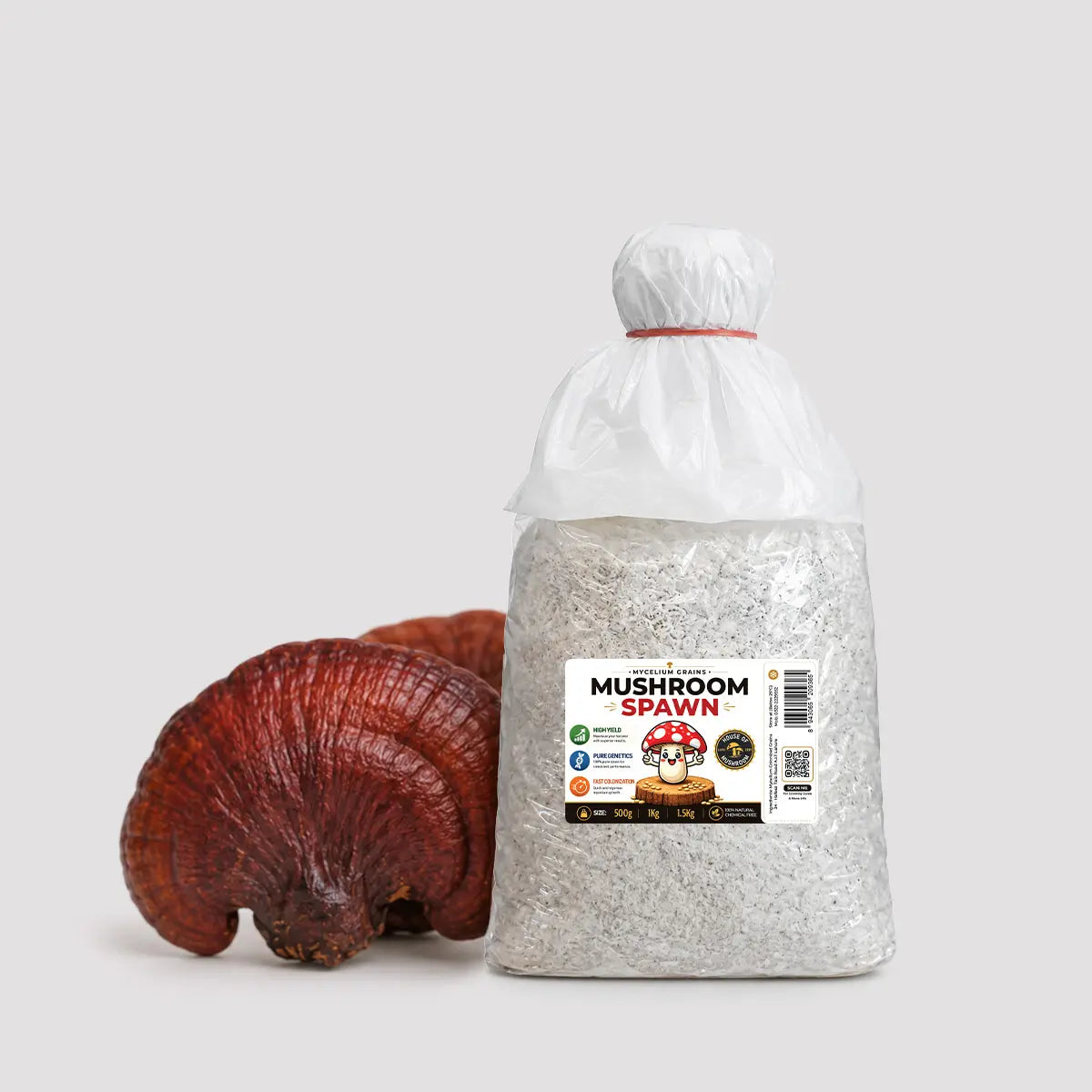 Reishi Ganoderma Mushroom Grain Spawn 1.5kg (102)