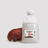 Reishi Ganoderma Mushroom Grain Spawn 1.5kg (102)