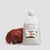 Reishi Ganoderma Mushroom Grain Spawn 1.5kg (102)