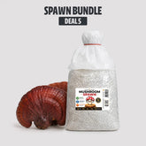 Bulk Red Reishi Ganoderma Mushroom Spawn