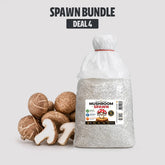 Bulk Shiitake Edodes Mushroom Spawn