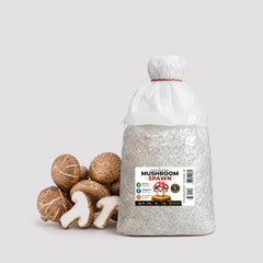 Shiitake Verstile Mushroom Grain Spawn 1.5kg (951)