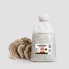 Turkey Tail Mushroom Grain Spawn 1.5kg (160)
