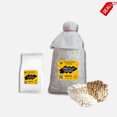 Beech Mushroom Grain Spawn 1.5kg (620)