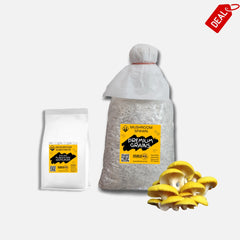 Golden Oyster Mushroom Grain Spawn 1.5kg (462)