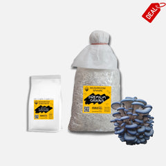 Blue Brat Oyster Mushroom Grain Spawn 1.5kg (418)