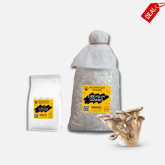 Delicious White King Pearl Oyster Mushroom Grain spawn 1.5kg (416)
