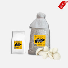 Milky Mushroom Grain Spawn 1.5kg (466)