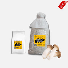 King Trumpet Oyster Mushroom Grain Spawn 1.5kg (220)