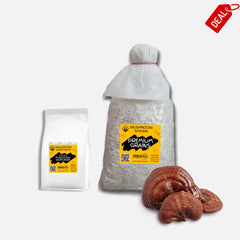 Reishi Ganoderma Mushroom Grain Spawn 1.5kg (102)