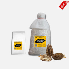 Black Morel Mushroom Grain Spawn 1.5kg (191)