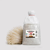 White Enoki Mushroom Grain Spawn 1.5kg (915)