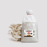 White Oyster Mushroom Grain Spawn 1.5kg - Premium Quality (410)