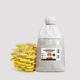 Yellow Oyster Mushroom Grain Spawn 1.5kg (462)