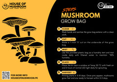 Lion's Mane Mushroom Grow Kit 1.5kg