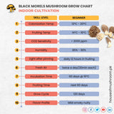 Black Morel Mushroom Grain Spawn 1.5kg (191)