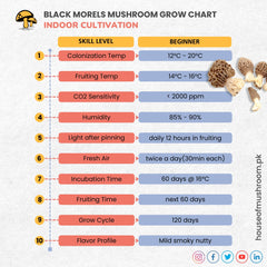 Black Morel Mushroom Grain Spawn 1.5kg (191)