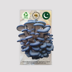 Blue Oyster Mushroom Grow Kit 2.25kg