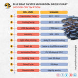 Blue Brat Oyster Mushroom Grain Spawn 1.5kg (418)