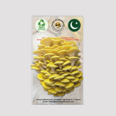 Golden Oyster Mushroom Grow Kit 1.5kg