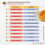 White Enoki Mushroom Grain Spawn 1.5kg (915)