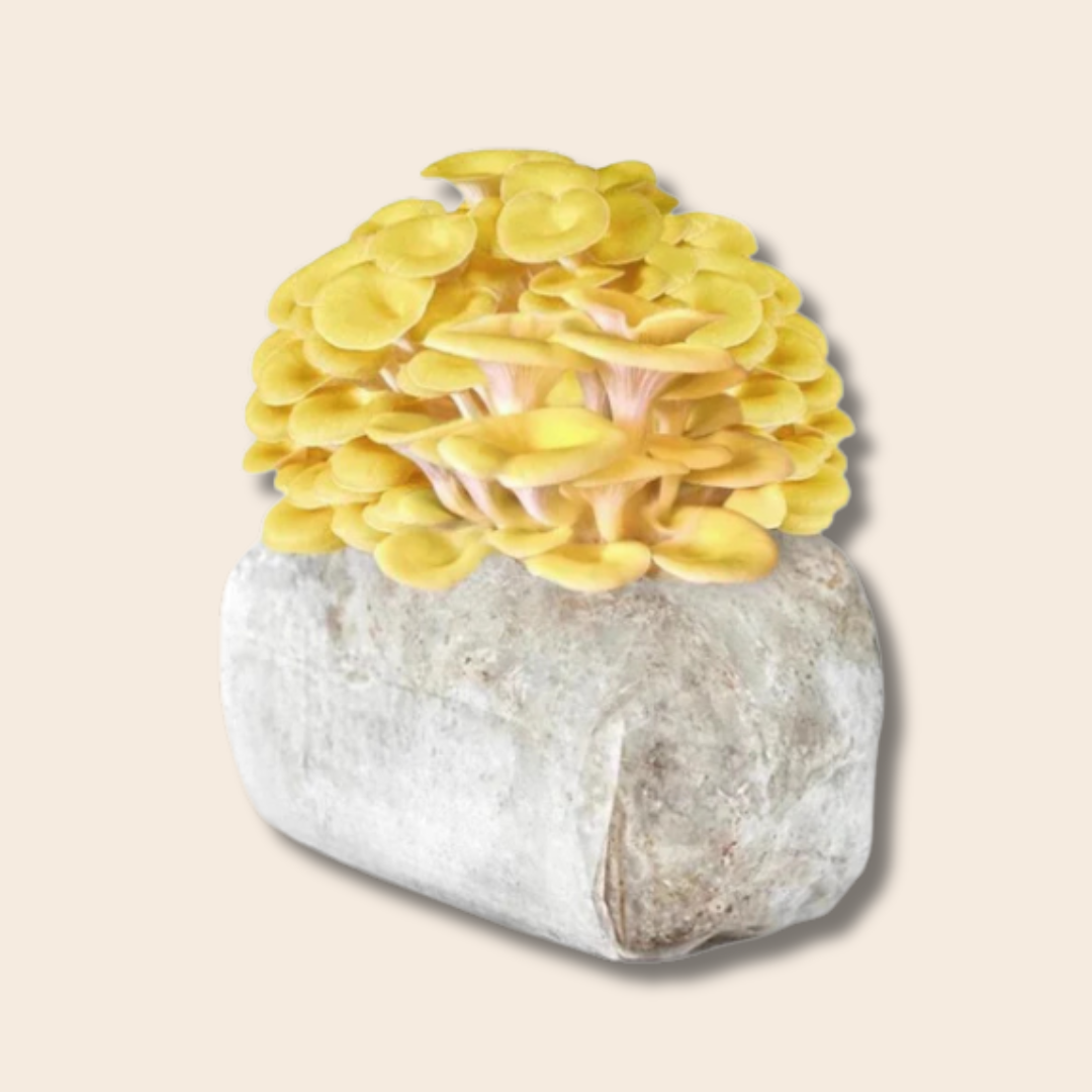Golden Oyster Mushroom Grow Kit 2.5kg