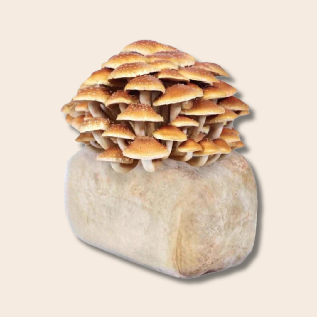 Chestnut Mushroom Grow Kit 2.5kg