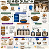 King Trumpet Oyster Mushroom Grain Spawn 1.5kg (220)