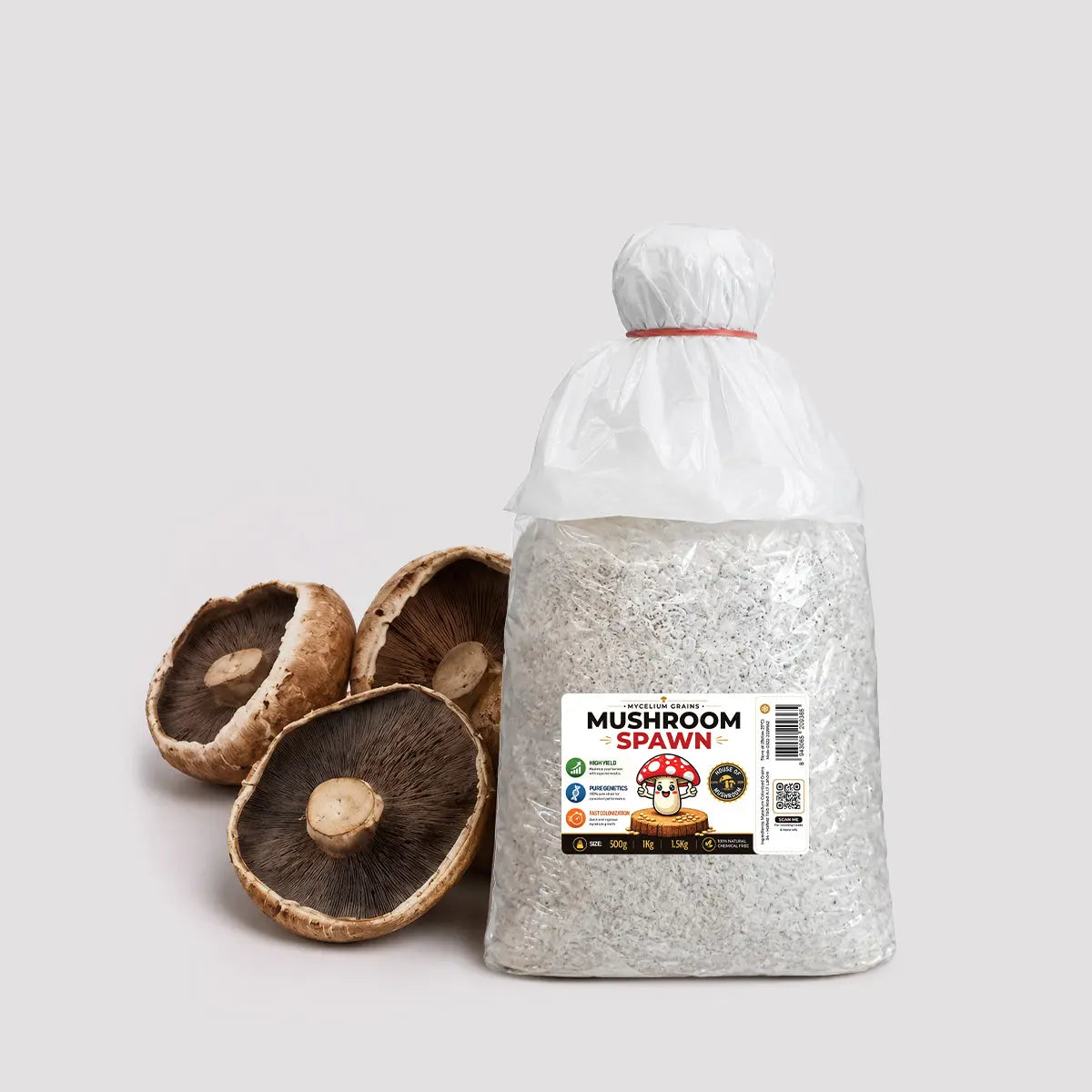 Gaint Portobella Mushroom Grain Spawn 1.5kg (511)