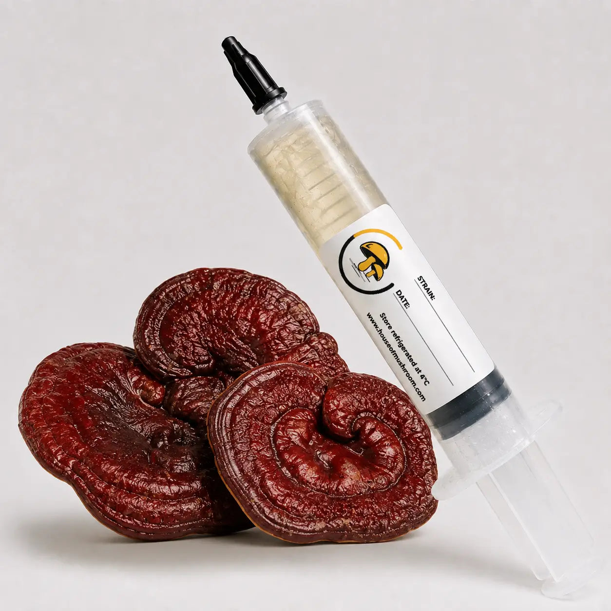 Red Reishi Mushroom Lingzhi Liquid Culture Syringe – 10cc | Ganoderma Lucidum Strain (102)