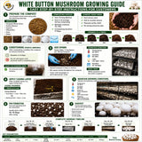 White Button Mushroom Grain Spawn 1.5kg (F599) Holland
