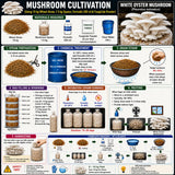 White Oyster Mushroom Grain Spawn 1.5kg - Premium Quality (410)