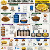Yellow Oyster Mushroom Grain Spawn 1.5kg (462)