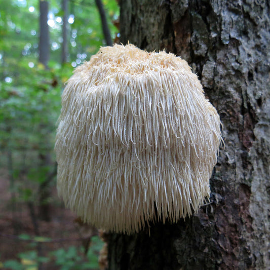 Lions Mane Mushromm- Photo by Katja Schulz on Flickr