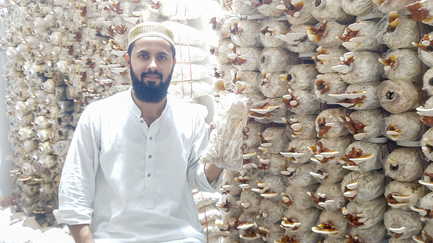 Elevate Your Health Naturally with Red Reishi