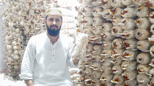 Elevate Your Health Naturally with Red Reishi