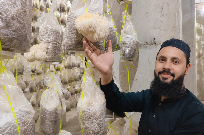 Lion's Mane Mushroom Growing in Pakistan: Complete Step-by-Step Guide