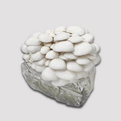 White Oyster Mushroom Grow Kit 2.5kg
