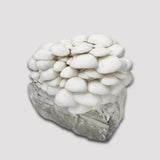 high yield oyster mushroom kit