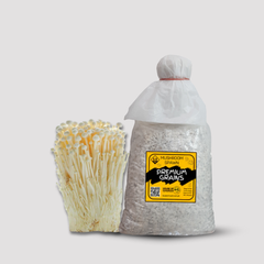 White Enoki Mushroom Grain Spawn 1.5kg (915)