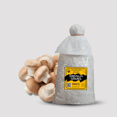 Brown Button Crimini Mushroom Grain Spawn 1.5kg (510)