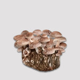 Shiitake Edodes Mushroom Grow Kit 2.5kg
