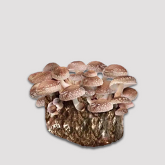 Shiitake Edodes Mushroom Grow Kit 2.5kg